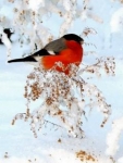 winterbirds-20151021-image001